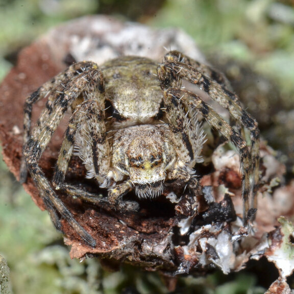 Philodromus margaritatus Der Große Rindenflachstrecker, eine seltene, gut getarnte Laufspinne