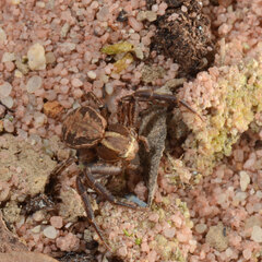 X. cristatus