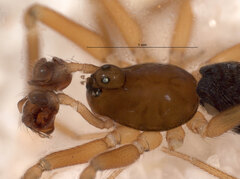 Walckenaeria antica