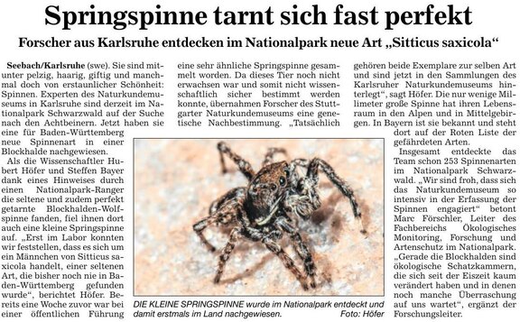 Zeitungsartikel (BNN) zur Entdeckung der Springspinne vom 18.12.2015