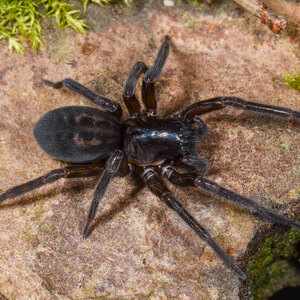 Webspinnen - Araneae