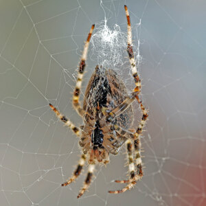 Webspinnen - Araneae
