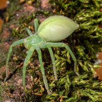 Micrommata