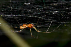 Linyphia triangularis