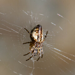 Cyclosa conica