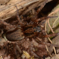 Trochosa