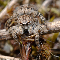 Aelurillus
