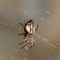 Cyclosa