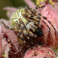 Aculepeira
