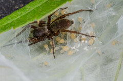 Clubiona reclusa