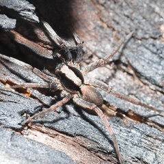 Xerolycosa nemoralis