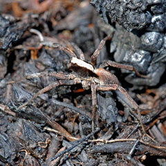 Xerolycosa nemoralis