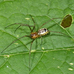 Neriene radiata