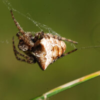 Gibbaranea