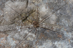 Amilenus aurantiacus