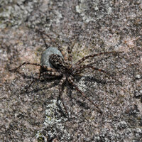 Acantholycosa