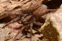 Trochosa terricola
